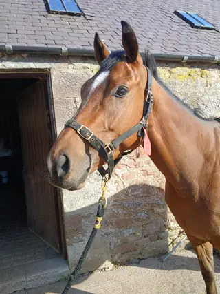 15.2hh Thoroughbred Gelding – Quiet 3yo Project