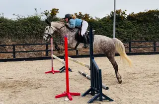Hero- smashing, scopey, and easy. A horse of a lifetime