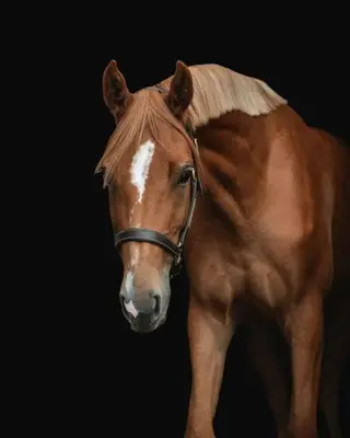 Arko Daughter with Scope and Eventing Potential