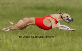 Top Sporting Whippets