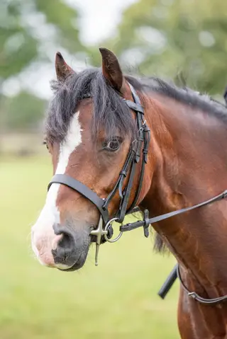 Gorgeous fun bay 13.2 Welsh section C 13 year old gelding. 