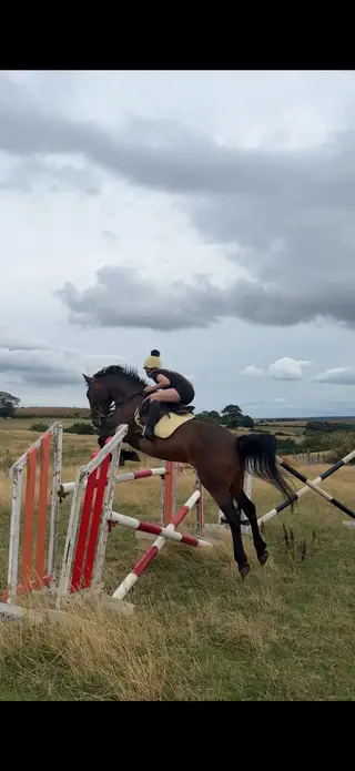 Stunning Irish Sports Horse