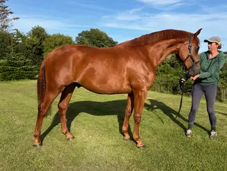**Stunning 2yr old gelding**