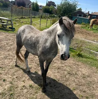 Stunning 3 year Welsh section A