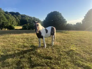Fab 13hh Cob