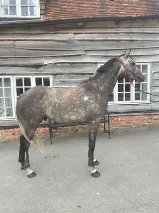 Super smart, sweet natured young horse