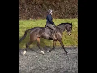 Super smart mare with world class breeding SANDRO HIT /APACHE