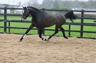 3 yr old Irish Sport Horse. 16.2 1/2