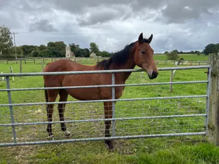 TB young stock for rehoming free to good home