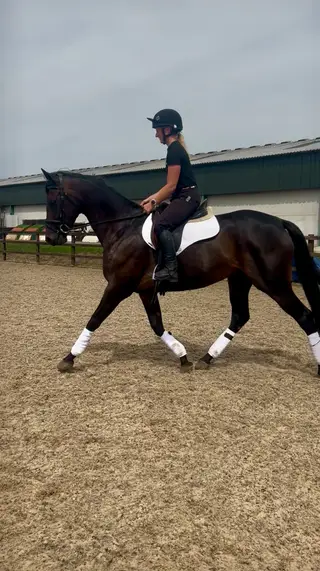 Stunning young horse, Event prospect