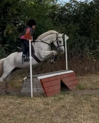 Brilliant Pony Club All-Rounder