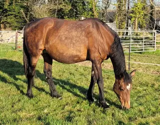 SJ bloodline Broodmare