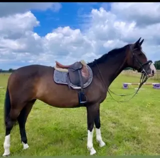 British Warmblood. Perfect school mistress.