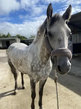 Connemara ponies