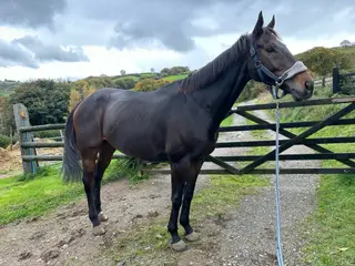 Super safe Irish TB 