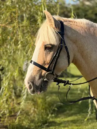 Palomino Confidence-Giver – The Perfect First Pony