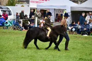 Quality Standard Shetland Mare