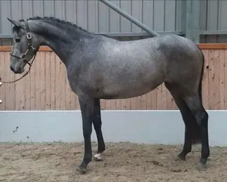 Superb Young Prospect with Movement, Jump & Looks