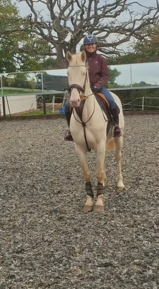 Genuine, grassroots Sports Horse