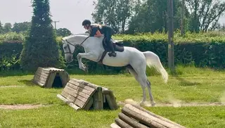 Cornet obolensky bloodlines