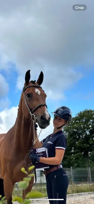 Champion Show Jumper Horse 