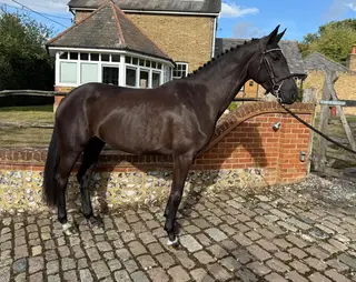 Elegant St Shufro Daughter – with Quality & Temperament