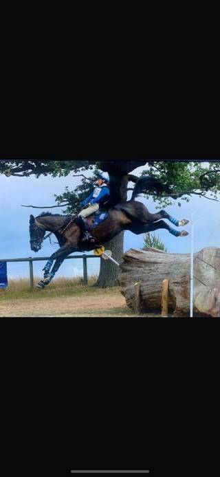 Horse for Sale | Beautiful Black Mare, Lady or Gents dream ride.