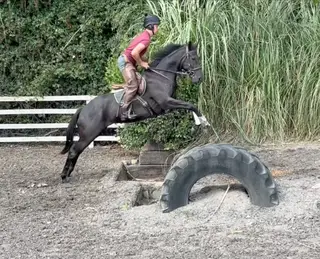 Irish Sport gelding 15.3hh 5 yrs 