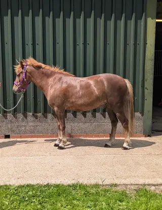 13hh New Forest Gelding 4yo