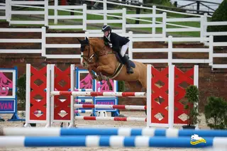 One in a million 6 year old mare 