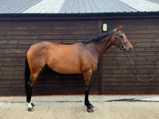16.1 7 year old perfect allrounder 