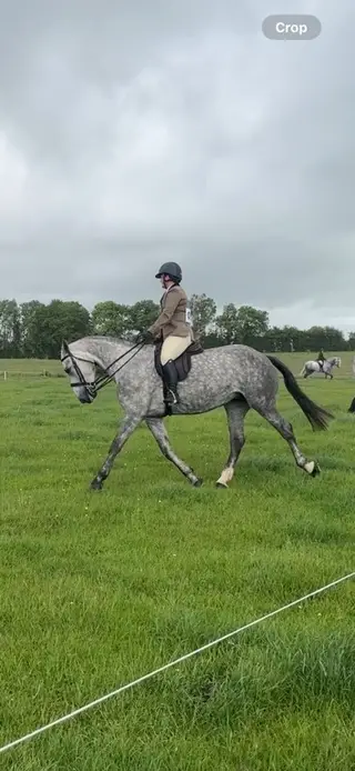 Gorgeous 16.1 Irish Draught Mare  