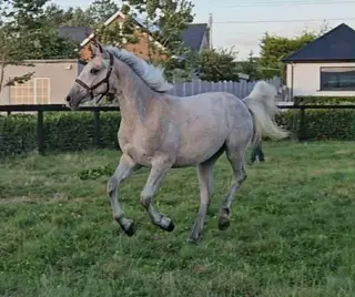 Irish draught yearling filly 