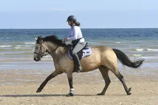 14.3hh dun connemara inc tack