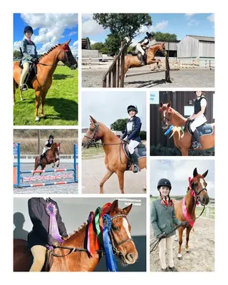 13.2hh Superstar Pony Club All-Rounder & Show Pony