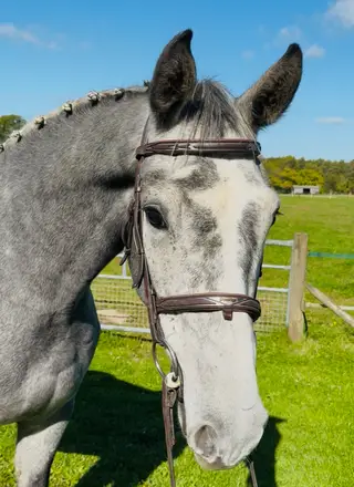 FANTASTIC GENUINE ALLROUNDER / RIDING CLUB