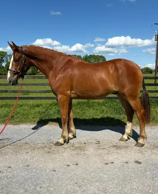 3 year old RID gelding. Future HOYS HW Hunter