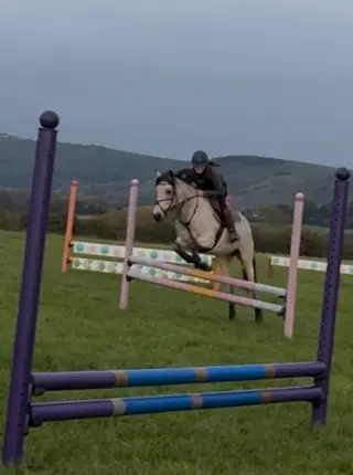 Rising 6 year old Buckskin Mare - Connemara