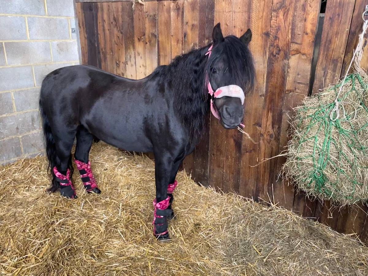 Pony for Sale Registered Dartmoor Lead rein pony