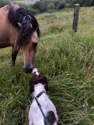 Beautiful Welsh cob mare 