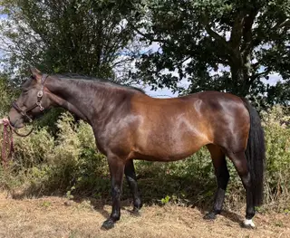 Beautiful Irish Allrounder