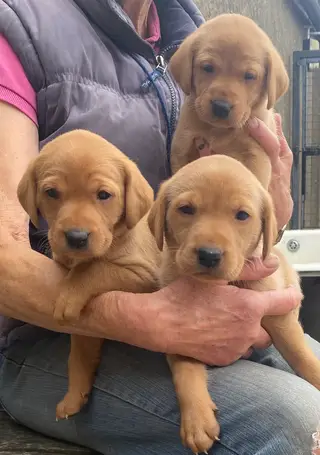 Fox Red / Dark Gold Puppies 