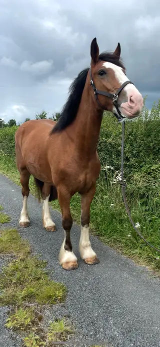 Kind Maxi Cob Prospect - Ridden by Teen, Great Temperament