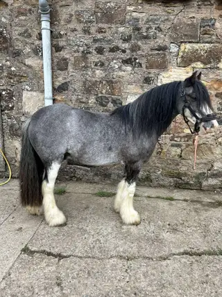12.2 traditional gypsy cob 