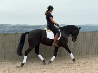 Stunning black dressage mare