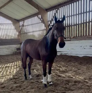 World-Class by Dazzler with Serious Talent