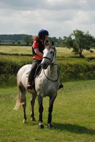 17 Hand 2017 Grey Gelding by Cappa Cassanova