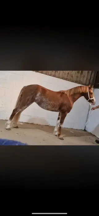 Talented, flashy 128 pc/bsja pony.