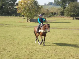 ✨ 16.3hh 12yo ROR Gelding– For sale or Full Loan
