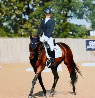 Stunning 8 Year old Gelding